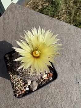 Coryphantha echinus